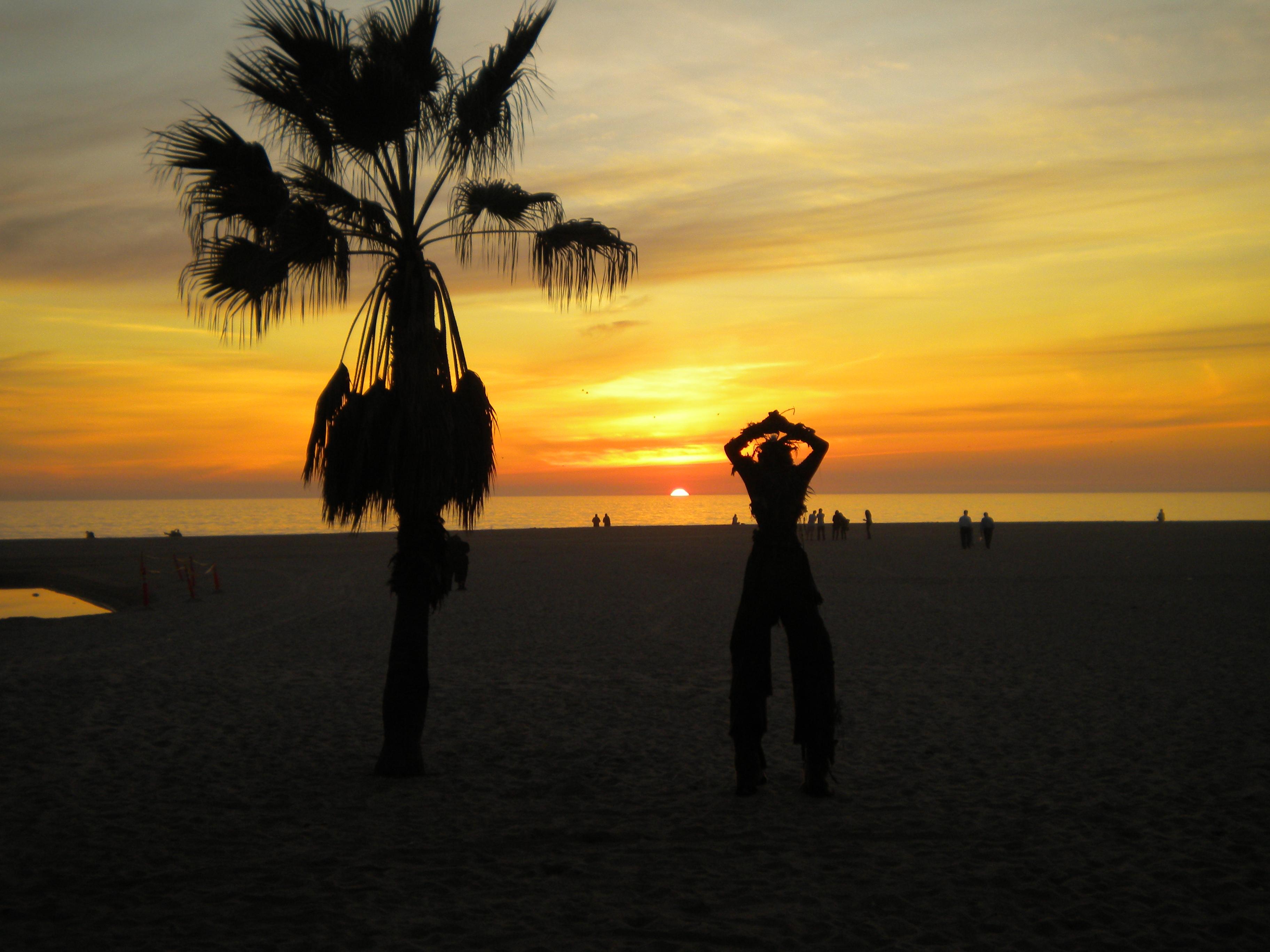 palm tree on the beach